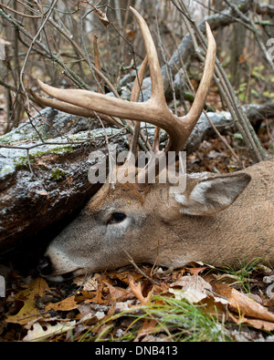 Un trofeo di Deer shot durante la stagione di tiro con l'arco Foto Stock