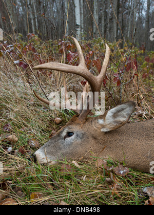 Un trofeo di Deer shot durante la stagione di tiro con l'arco Foto Stock