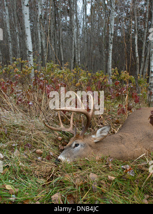 Un trofeo di Deer shot durante la stagione di tiro con l'arco Foto Stock