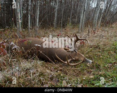 Un trofeo di Deer shot durante la stagione di tiro con l'arco Foto Stock