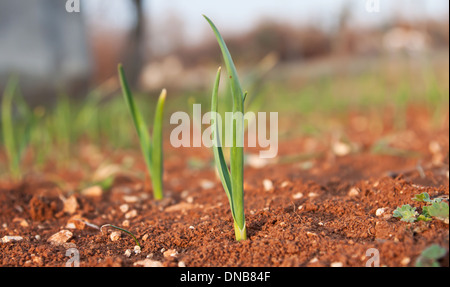 Giovani germogli sani di aglio in giardino Foto Stock