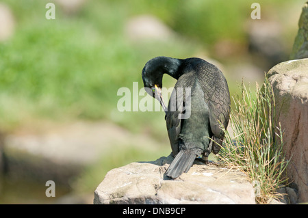 Il marangone dal ciuffo (phalacrocorax aristotelis). Adulto preening. Foto Stock