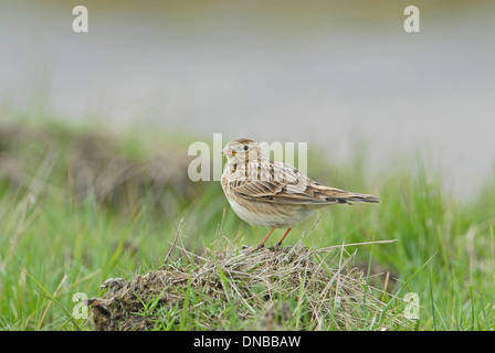 Allodola Alauda (arvense) arroccato su di un poggio Foto Stock