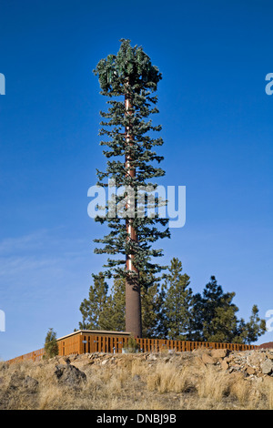 Un telefono cellulare torre a forma di una ponderosa pine tree in 'Bend, Oregon Foto Stock