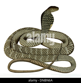 Ophiophagus hannah, comunemente noto come cobra reale, è il serpente velenoso più lungo del mondo. È originaria del sud-est asiatico ed è conosciuta per il suo aspetto incappucciato e il potente veleno. Foto Stock
