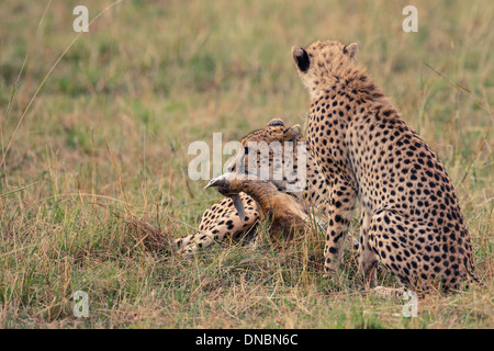 Ghepardo femmina con cub dopo la caccia Foto Stock