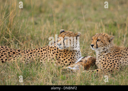 Ghepardo femmina con cub dopo la caccia Foto Stock