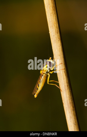 Ditteri Mosca Foto Stock