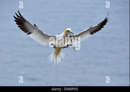 Northern Gannet (Morus bassanus) in volo - REGNO UNITO Foto Stock