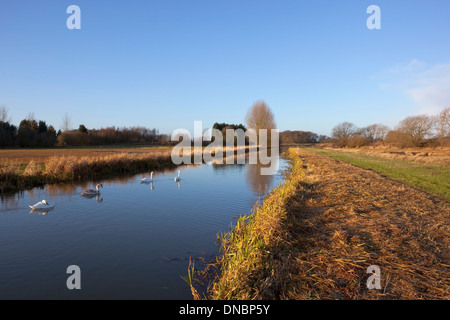 Inglese paesaggio invernale con quattro cigni nuoto su un canale sotto un cielo blu Foto Stock