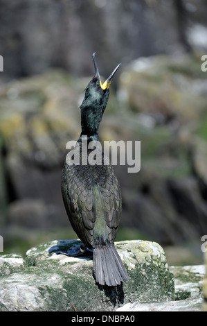 Marangone dal ciuffo (phalacrocorax aristotelis) - REGNO UNITO Foto Stock