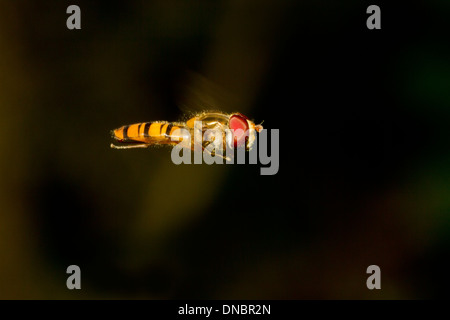 Hoverfly in volo Foto Stock