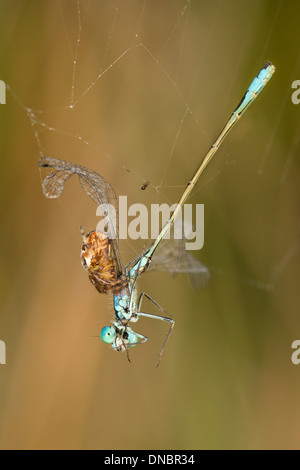 Damselfly catturati nella tela di ragno Foto Stock