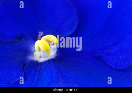 Foto macro di Afrikan violette (Saintpaulia) Foto Stock