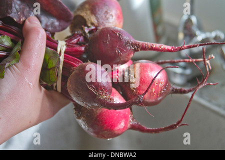 Close up di un umido lavaggio a mano un grappolo di colorati appena raccolto di barbabietole in un lavello da cucina Foto Stock