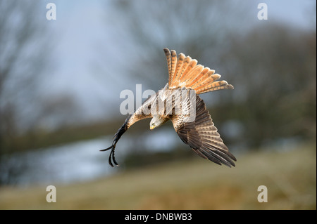 Nibbio reale (Milvus milvus) - REGNO UNITO Foto Stock