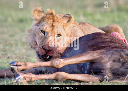 Giovane Maschio alimentazione Lion su un gnu in Kenya Foto Stock