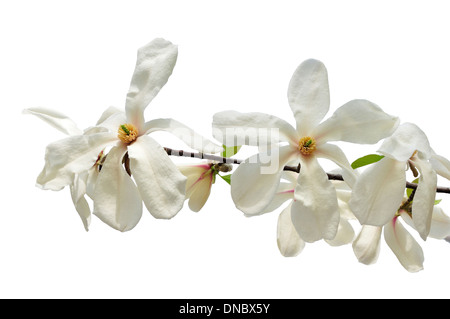 Fiori bianchi di star magnolia isolate su sfondo bianco Foto Stock