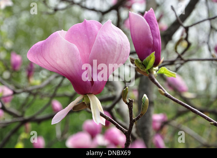 Big Pink Magnolia fiore sul ramo Foto Stock