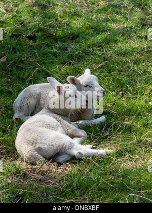 Due sole agnelli sdraiati insieme sull'erba con teste vicino insieme Foto Stock