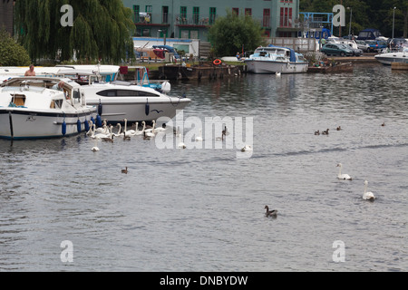 Cigni (Cygnus olor). Nessuna riproduzione, uccelli non accoppiate, "ozioso" intorno vacanza in barca craft, fiume Bure. Wroxham, Norfolk. Foto Stock