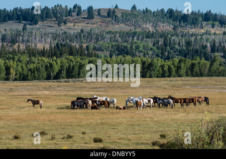 Allevamento di cavalli da pascolo nel Parco Nazionale di Grand Teton. Il Wyoming Foto Stock
