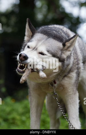 Siberian Husky (Canis lupus familiaris). Mangiare estremità di coda di un coniglio (oryctolagus cuniculus). Foto Stock