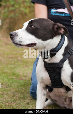 Bull Terrier tipo cane domestico (Canis lupus familiaris). Foto Stock