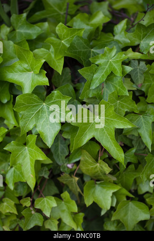 Ivy (Elica elica). Foglie di diverse forme e dimensioni in crescita su una parete. Sussex. Giugno. Foto Stock