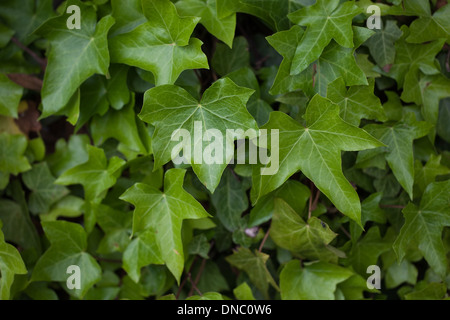 Ivy (Elica elica). Foglie di diverse forme e dimensioni in crescita su una parete. Sussex. Giugno. Foto Stock