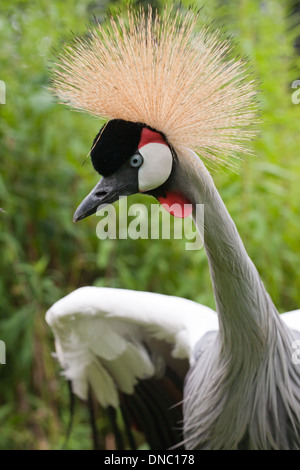 East African Grey Crowned Crane (Balearica regulorum gibbericeps). Maschio. Foto Stock