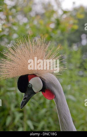 East African Grey Crowned Crane (Balearica regulorum gibbericeps). Ritratto. Dettaglio del viso del sub-specie. Foto Stock