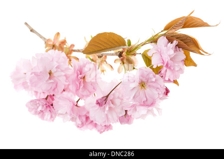 Branch with pink cherry blossom flowers isolated on white background Foto Stock