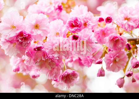 Rosa fiori di ciliegio fiori fioritura sul ramo di albero che fiorisce in primavera Foto Stock