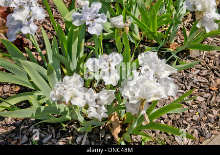 Iris ama Tune Foto Stock