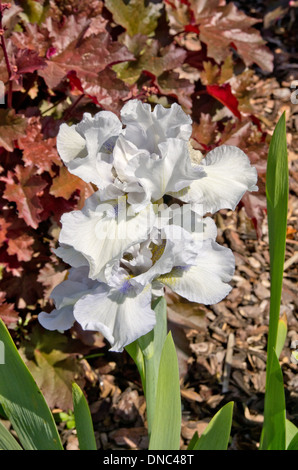 Iris ama Tune Foto Stock