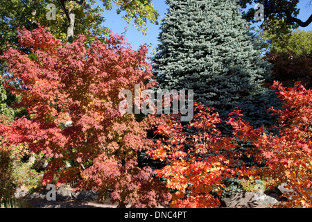 Turku: Giardini botanici: i colori dell'Autunno Foto Stock