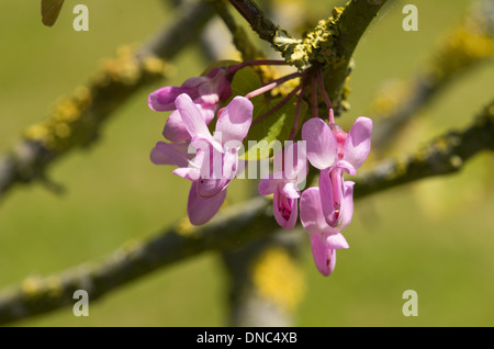 L'albero di Giuda, Cercis siliquastrum fiori Foto Stock