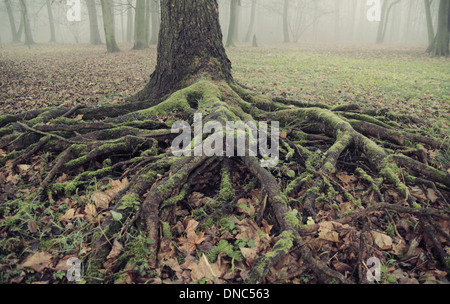 Foto di presentazione il vecchio e le radici lunghe Foto Stock