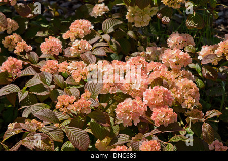 Viburnum plicatum Rosace Foto Stock