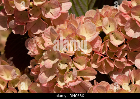 Viburnum plicatum Rosace Foto Stock