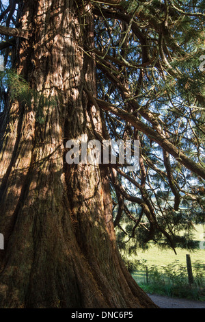Tronco di albero di sequoia ( Sequoia) al Craigmonie vicino a Drumnadrochit in Inverness-shire, Scozia. Foto Stock