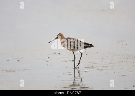 Nero-tailed Godwit Limosa limosa, Shetland, Scotland, Regno Unito Foto Stock