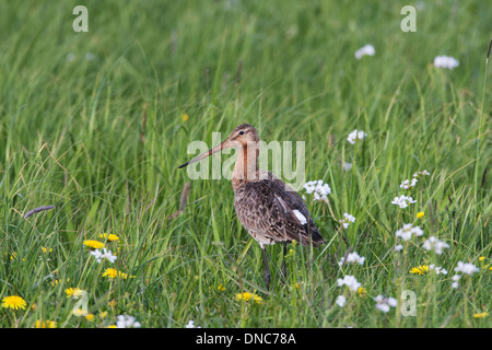 Nero-tailed Godwit Limosa limosa, estate adulto, Shetland, Scotland, Regno Unito Foto Stock