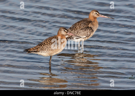 Nero-tailed Godwit Limosa limosa, Shetland, Scotland, Regno Unito Foto Stock