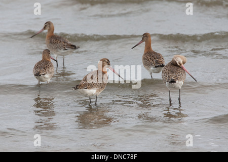 Nero-tailed Godwit Limosa limosa, Shetland, Scotland, Regno Unito Foto Stock