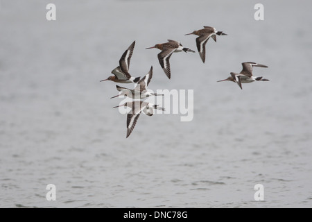 Nero-tailed Godwit Limosa limosa, Shetland, Scotland, Regno Unito Foto Stock