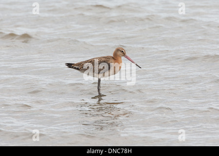 Nero-tailed Godwit Limosa limosa, Shetland, Scotland, Regno Unito Foto Stock