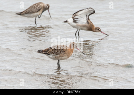 Nero-tailed Godwit Limosa limosa, Shetland, Scotland, Regno Unito Foto Stock