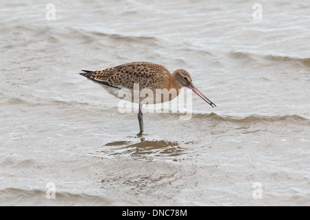 Nero-tailed Godwit Limosa limosa, Shetland, Scotland, Regno Unito Foto Stock